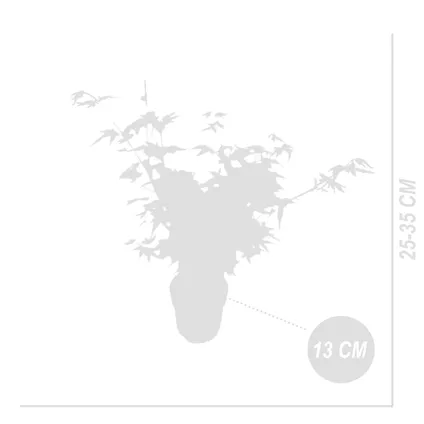 Bloomique - Acer Palmatum 'Katsura' - Japanse Esdoorn - Tuinplanten - Winterhard - ⌀13 cm - 25-35 cm 5