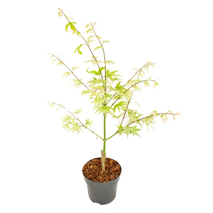 Bloomique - Acer Palmatum 'Ukigumo' - Japanse Esdoorn - Tuinplanten - Winterhard - ⌀13 cm - 25-35 cm