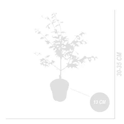 Bloomique - Acer Palmatum 'Ukigumo' - Japanse Esdoorn - Tuinplanten - Winterhard - ⌀13 cm - 25-35 cm 5