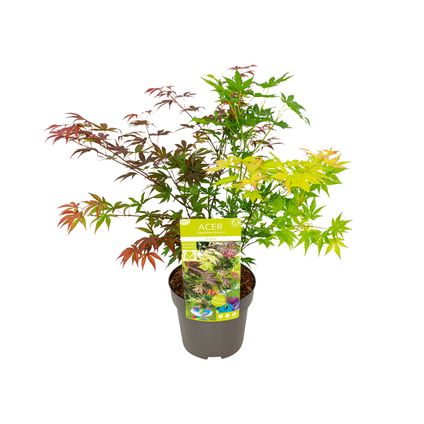 Acer Palmatum 'Festival' - Érable du Japon - Plantes de jardin - Rustiques - ⌀19 cm - 60-70 cm