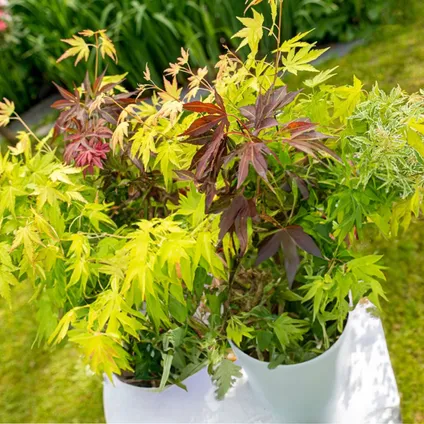 Acer Palmatum 'Festival' - Érable du Japon - Plantes de jardin - Rustiques - ⌀19 cm - 60-70 cm 2