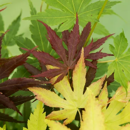 Acer Palmatum 'Festival' - Érable du Japon - Plantes de jardin - Rustiques - ⌀19 cm - 60-70 cm 3