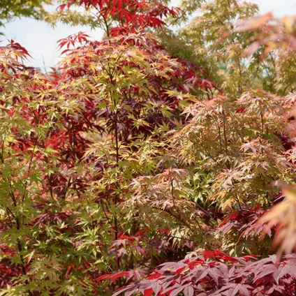 Acer Palmatum 'Festival' - Japanse Esdoorn - Winterhard - ⌀19 cm - 60-70 cm 4