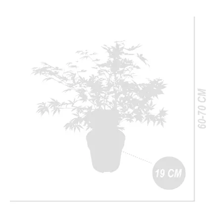 Acer Palmatum 'Festival' - Japanse Esdoorn - Tuinplanten - Winterhard - ⌀19 cm - 60-70 cm 5