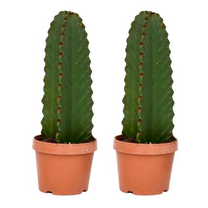 Euphorbia Ingens 'cactus cowboy' - Lot de 2 - cactus - ø18cm - hauteur 40-50cm