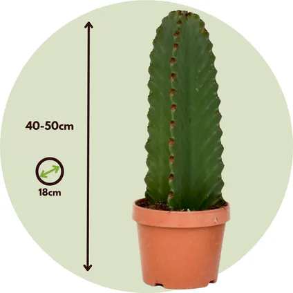 Euphorbia Ingens 'cactus cowboy' - Lot de 2 - cactus - ø18cm - hauteur 40-50cm 2