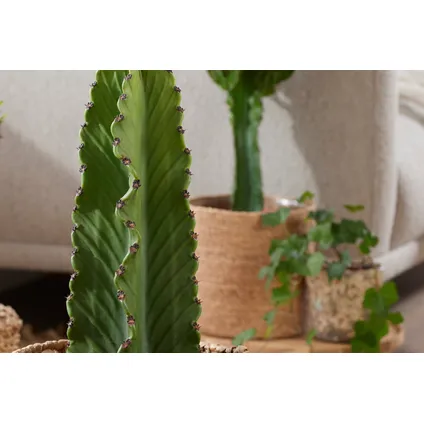 Euphorbia Ingens 'cowboycactus' - Set van 2 - Cactus - ø18cm - hoogte 40-50cm 3