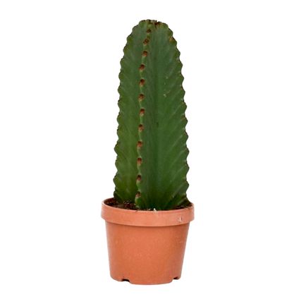 Euphorbia Ingens 'cowboycactus' - cactus - pot 18cm - hoogte 40-50cm