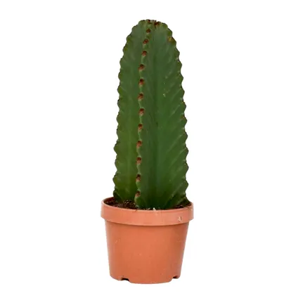 Euphorbia Ingens 'cactus cowboy' - cactus - pot 18cm - hauteur 40-50cm
