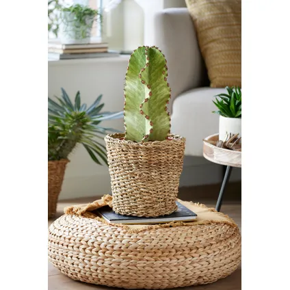 Euphorbia Ingens 'cowboycactus' - cactus - pot 18cm - hoogte 40-50cm 4