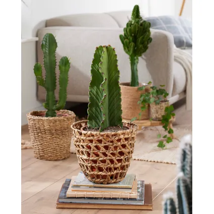 Euphorbia Ingens 'cowboycactus' - cactus - pot 18cm - hoogte 40-50cm 5