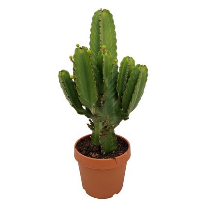 Euphorbia Ingens 'cactus cowboy' XL - cactus - pot 24cm - hauteur 85-95cm