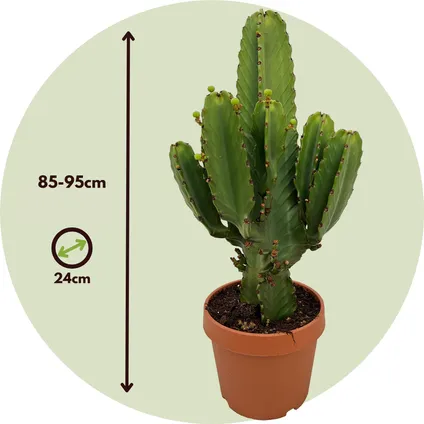 Euphorbia Ingens 'cowboycactus' XL - cactus - pot 24cm - hoogte 85-95cm 2