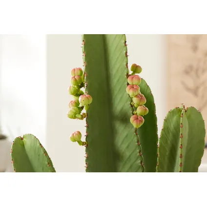 Euphorbia Ingens 'cowboycactus' XL - cactus - pot 24cm - hoogte 85-95cm 3