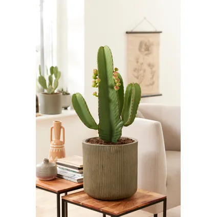 Euphorbia Ingens 'cowboycactus' XL - cactus - pot 24cm - hoogte 85-95cm 4