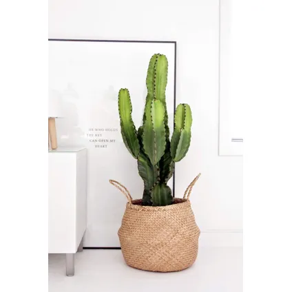 Euphorbia Ingens 'cactus cowboy' XL - cactus - pot 24cm - hauteur 85-95cm 5