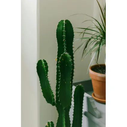 Euphorbia Ingens 'cowboycactus' XL - cactus - pot 24cm - hoogte 85-95cm 6