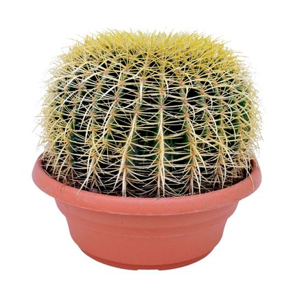 Echinocactus grusonii - Cactus à tonne dorée - Cactus - ⌀25cm - Hauteur 40–45cm