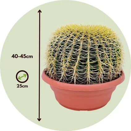 Echinocactus grusonii - Schoonmoedersstoel - Cactus - Pot 25cm - Hoogte 40–45cm 2