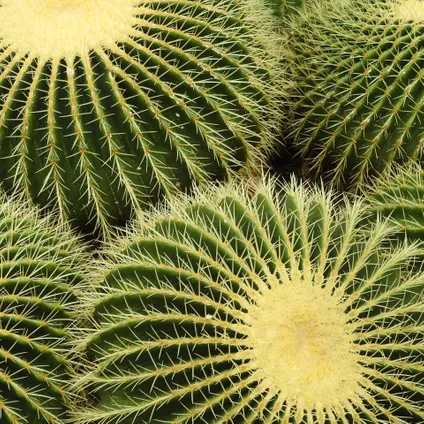 Echinocactus grusonii - Schoonmoedersstoel - Cactus - Pot 25cm - Hoogte 40–45cm 3