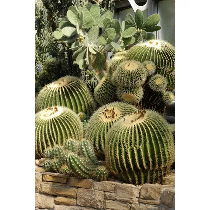 Echinocactus grusonii - Schoonmoedersstoel - Cactus - Pot 25cm - Hoogte 40–45cm 4
