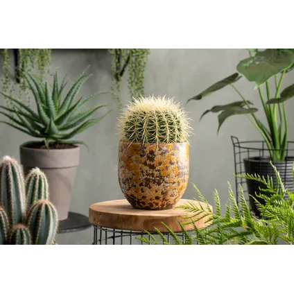 Echinocactus grusonii - Schoonmoedersstoel - Cactus - Pot 25cm - Hoogte 40–45cm 5