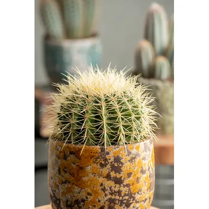 Echinocactus grusonii - Schoonmoedersstoel - Cactus - Pot 25cm - Hoogte 40–45cm 6