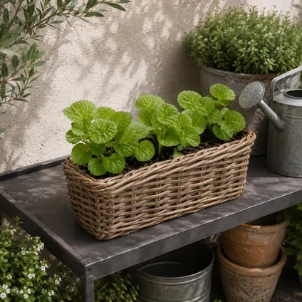 Mega Collections Plantenmand Levi - Rotan - 40 X 15 X 17 Cm 4