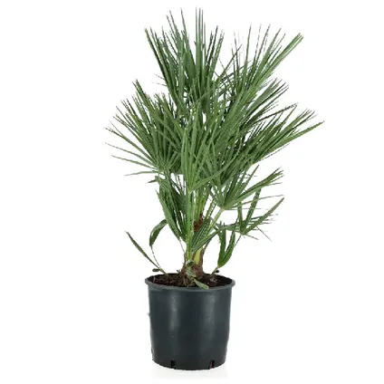 Dwergpalm (Chamaerops humilis) ⌀21xH65cm