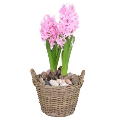 Mega Collections Plantenmand - Rotan - Naturel - D20 X H16 Cm