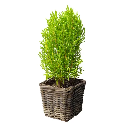 Planten/bloemen Mand - Rotan - Gevlochten Riet - L33xb33xh30 Cm