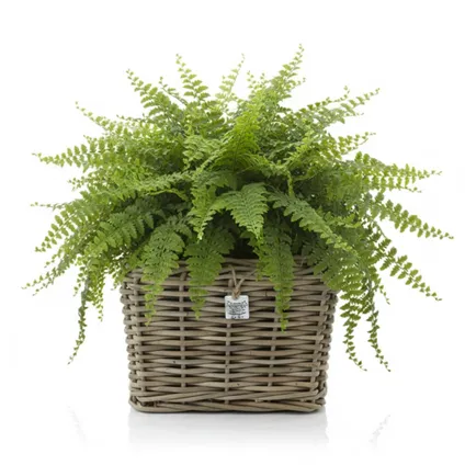 Van Der Leeden Planten Mand - Vierkant - 31 X 24 Cm - Drypot