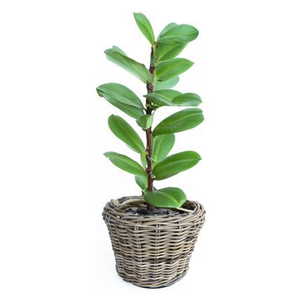 Planten/bloemen Mand - Rotan - Gevlochten Riet - D32 X H23 Cm
