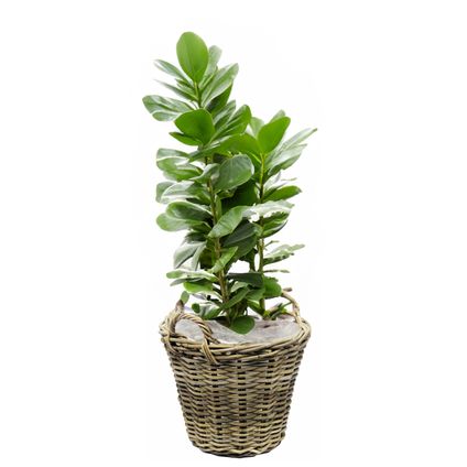 Van Der Leeden Planten Mand Met Hengsels - Rotan - D35 X H25 Cm