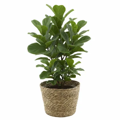 Vd Leeden Planten Of Bloemen Mand - Zeegras - D22 X H18 Cm 3