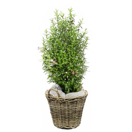 Van Der Leeden Planten Mand Met Hengsels - Rotan - D30 X H23 Cm