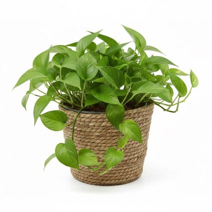 Vd Leeden Planten Of Bloemen Mand - Zeegras - D25 X H22 Cm
