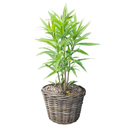 Vd Leeden Planten Of Bloemen Mand - Rond - Rotan - D30 X H27 Cm