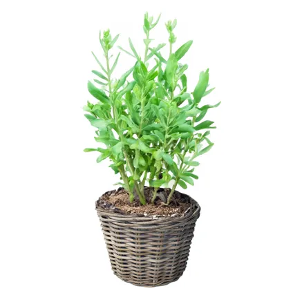 Vd Leeden Planten Of Bloemen Mand - Rond - Rotan - D25 X H22 Cm
