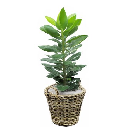 Van Der Leeden Planten Mand Met Hengsels - Rotan - D42 X H32 Cm
