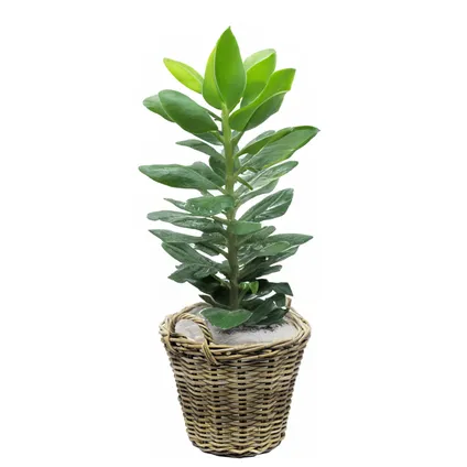 Van Der Leeden Planten Mand Met Hengsels - Rotan - D42 X H32 Cm