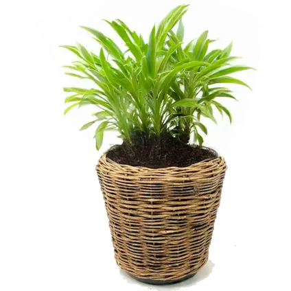 V/d Leeden Planten Mand - Rond - Riet - 55x47cm