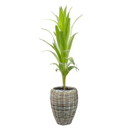 V/d Leeden Planten/bloemen Mand - Rotan - Riet - D48 X H62 Cm