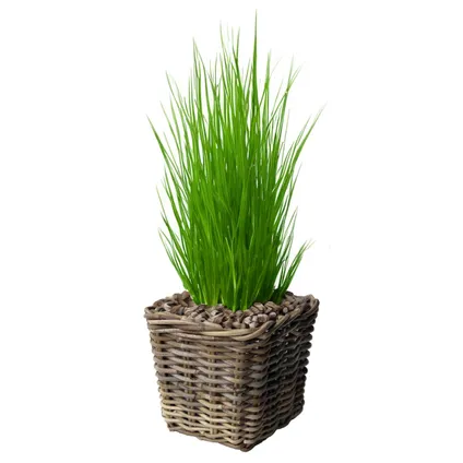 Planten/bloemen Mand - Rotan - Gevlochten Riet - L27xb27xh25 Cm