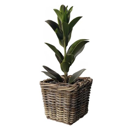 Planten/bloemen Mand - Rotan - Gevlochten Riet - L21xb21xh28 Cm