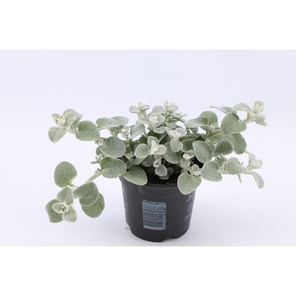 Zilverbladige strobloem (Helichrysum Petiolare silver) ⌀10,5cm - ↕15cm