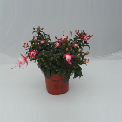Bellenplant (Fuchsia) hangend diverse kleuren ⌀10,5cm - ↕25cm