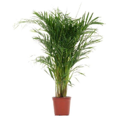 Praxis Goudpalm (Areca Palm Dypsis lutescens) potmaat 21cm h 90cm aanbieding