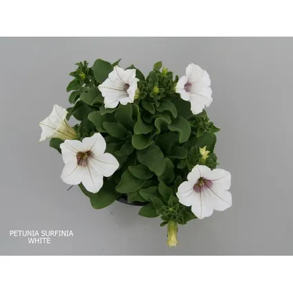 Mini Petunia (Petunia calibrachoa) ⌀10,5cm - ↕10cm 2