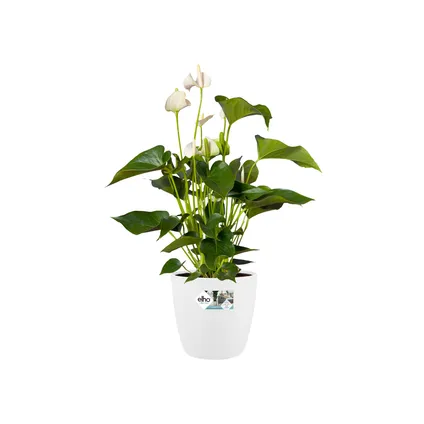 Pot de fleurs Elho brussels rond Ø25cm blanc 9